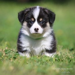 Pembroke Welsh Corgi Puppies from Golden Rose Corgis