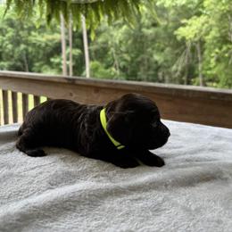 Neon Green Collar - Chocolate male Boykin Spaniel puppy in Comer, Georgia from Weavers Kennels