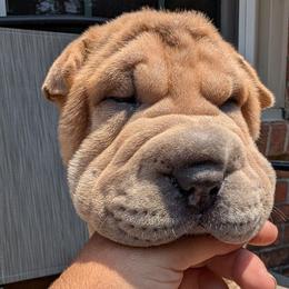 Boy - Fawn male Chinese Shar-Pei puppy in Autryville, North Carolina from T&D'S Razen Wrinkles Shar-pei