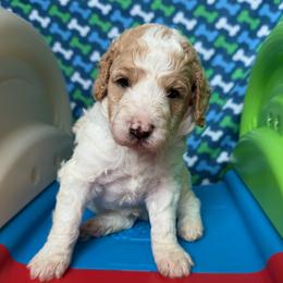 France - Parti male Poodle puppy in New Britain, Connecticut from Poodles of New England