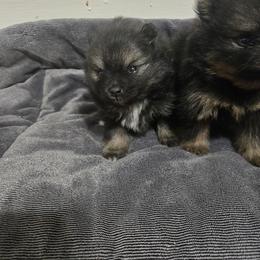 Thor - Wolf sable male Pomeranian puppy in Texas from Ruby's Poms