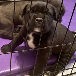 Cane Corso Puppies from Reliance Cane Corso