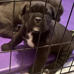 Cane Corso Puppies from Reliance Cane Corso