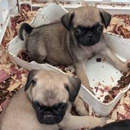 Pugs from Grumble Acres