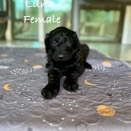 Goldendoodle Puppies from Wizard Doodles
