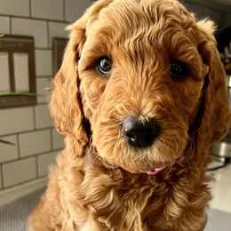 Girl 6 - Red  Goldendoodle puppy in Christiana, Tennessee from Rechlicz Family Doodles