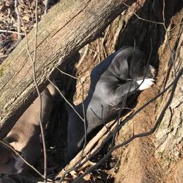 Mountain Cur Puppies from Walnut Ridge Mountain Curs