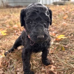 Pink - Black female Poodle puppy in Marshfield, Missouri from Gerth Farms