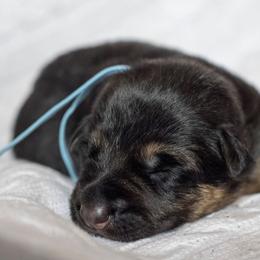 German Shepherd Puppies from Vom Haus Rabenstein