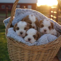 Cavalier King Charles Spaniel Puppies from Country View Cavaliers