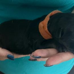 Orange collar - Black and tan male German Shepherd puppy in Rushsylvania, Ohio from Surgenor Shepherds!