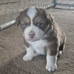 Red-Tri Boy 1 - Red tri-color male Australian Shepherd puppy in Wauneta, Nebraska from 4H Aussies