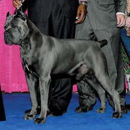 Cirino - Cane Corso