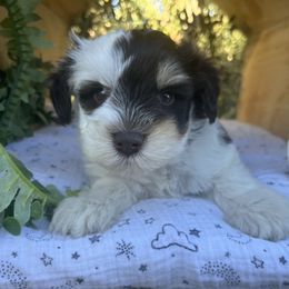 Orbit - Liver female Miniature Schnauzer puppy in Hemet, California from Journee Home Mini Schnauzers