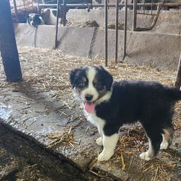 Boy 3 - Black tri-color male Australian Shepherd puppy in Jersey Shore, Pennsylvania from Lone Tree Aussies