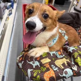 Ember - Red female Pembroke Welsh Corgi puppy in Hanover, Pennsylvania from Happily Ever After Corgis