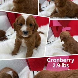 Cranberry - Red female Cavapoo puppy in Wayland, New York from Loris Pampered Pooches💕