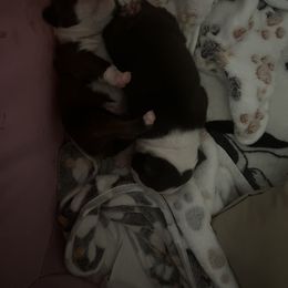 Boston Terrier Puppies from Big Bang Bostons