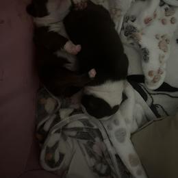 Boston Terrier Puppies from Big Bang Bostons