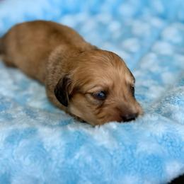 Opal - Cream female Dachshund puppy in Crestview, Florida from Neverending Dachies