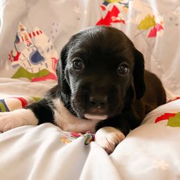 Boy 1 - Piebald male Dachshund puppy in Tennessee from Garage Door Kennels