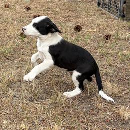 Black and white male - Black and white male Border Collie puppy in Roundup, Montana from Storm Dogos & Country Corgis