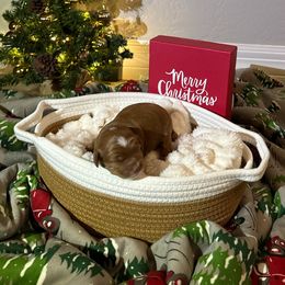Potato - Red  male Goldendoodle puppy in Mesa, Arizona from AZ River Doodles