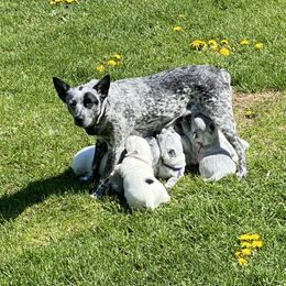 Australian Cattle Dog Puppies from Foxglove Field Farm