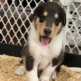 Collie Puppies from East View Farm
