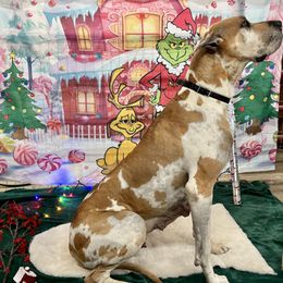 Great Dane Puppies from KD Sweet Southern Danes