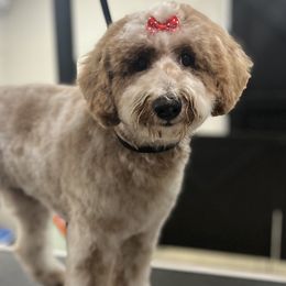 Mocha - Goldendoodle