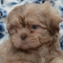 Shih Tzu puppies from SarMel