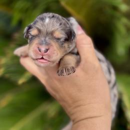 Circe - Blue merle female Aussiedoodle puppy in Norco, California from DLT MiniAussie