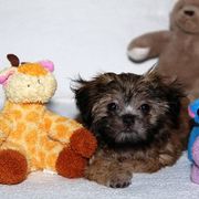Mi-Ki Puppies from Orlando Mi-Kis