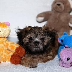 Mi-Ki Puppies from Orlando Mi-Kis