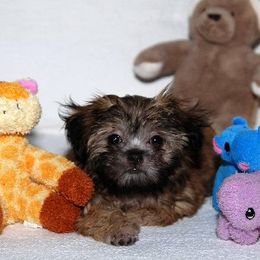 Mi-Ki Puppies from Orlando Mi-Kis