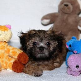 Mi-Ki Puppies from Orlando Mi-Kis