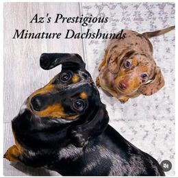 Dachshund and Great Dane Puppies from AZ's Prestigious Minature Dachshunds