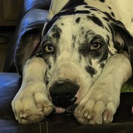 Danae - Great Dane