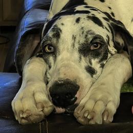 Danae - Great Dane