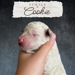 Cookie - Cream female Labradoodle puppy in Kingman, Arizona from The Dood Ranch