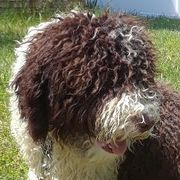 Spanish Water Dog Puppies from LIJA Spanish Water Dogs