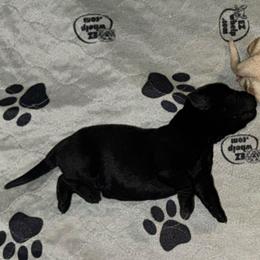 Boy 4 - Black male Labrador Retriever puppy in Sherman, Illinois from Prairie State Labs