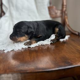 George Strait - Black tri-color male Australian Shepherd puppy in Iowa from Burkhart Family Puppies