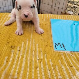 Boy 1 - American Bulldog puppy in Yellville, Arkansas from Offerman Family Bulldogs
