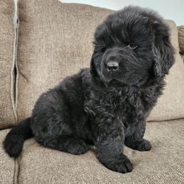 Drumstick (red) - Black male Newfoundland puppy in Newmanstown, Pennsylvania from Mufasa's Pride (Newfoundland breeder)