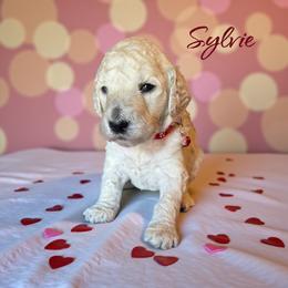 Sylvie - Cream female Poodle puppy in Port Orange, Florida from Daytona’s Standard Poodles