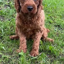 Maria - Cavapoo