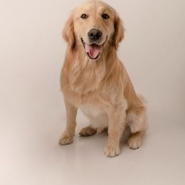 Summit - Golden Retriever