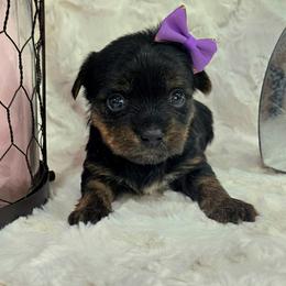 Girl 2 - Parti female Yorkshire Terrier puppy in Wellington, Colorado from Northern Colorado Yorkies